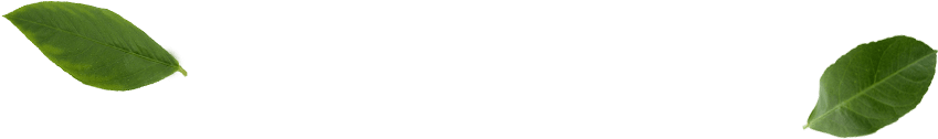 leafs-mid.png