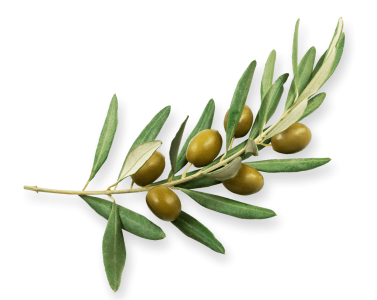 Olive-PNG-Free-File-Download