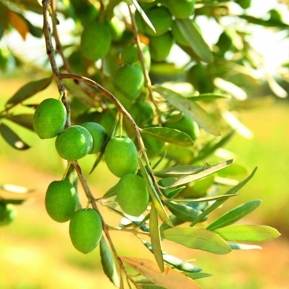 tunisian olives oil