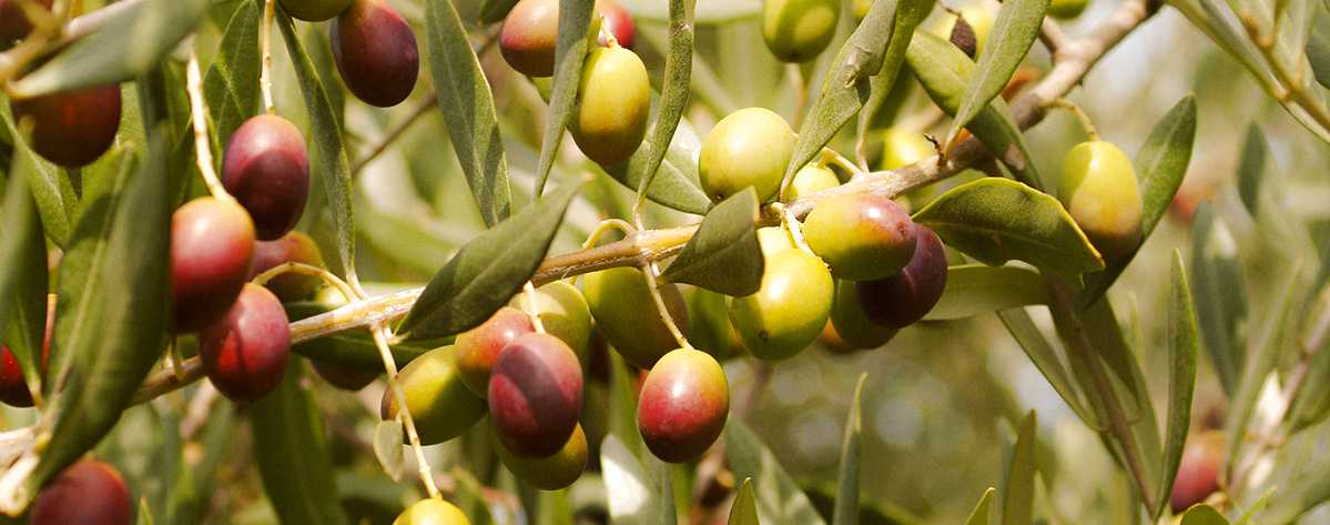 olive oil tunisia
